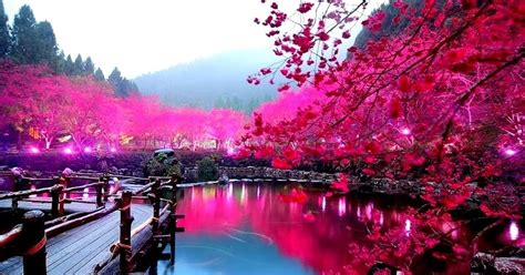 Amazing And Interesting Facts Cherry Blossom Lake Sakura Japan