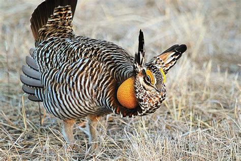 Video Prairie Chickens Annual Mating Rutual Begins Agweek 1 Source For Agriculture News