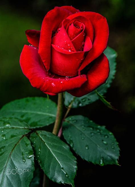 25 Best Looking For Imagenes De Rosas Rojas Hermosas Naturales Mois