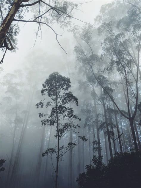 My First Collection 17 Best Free Fog Wood Mist And Forest Photos