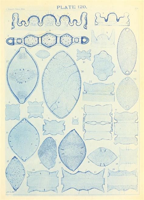 Adolf Schmidts Atlas Der Diatomaceenkunde 1890 The Public Domain