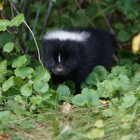 Skunks Badgers Weasels Fishers And Wolverines Think Wild