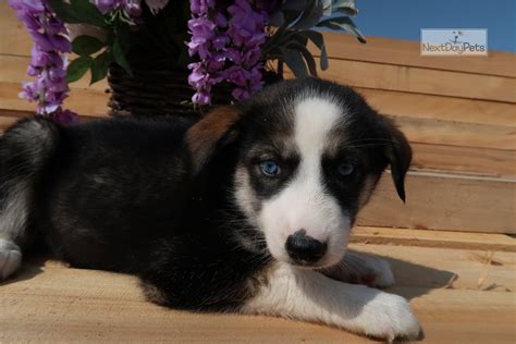 A top pick for siberian huskies. Samantha: Siberian Husky puppy for sale near Detroit Metro ...