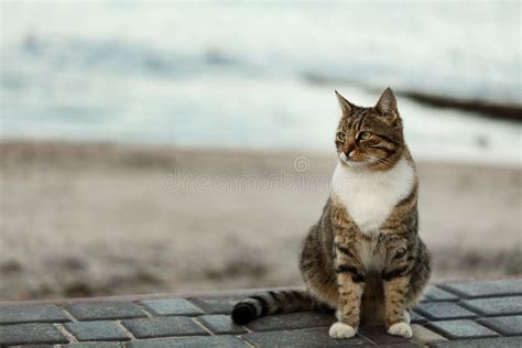Funny Grey Cat On The Beach Against The Sea Stock Image Image Of Blue