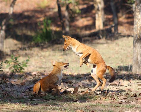 Rare Dhole Home Range Studied Using Camera Traps For The First Time