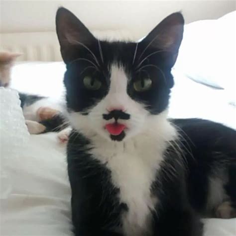 50 Hilarious Pics Of Sassy Cats Sticking Out Their Tongues Cats
