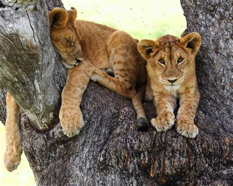 Wallpaper Lioness Tree Rest Look 1920x1440 Hd Picture Image