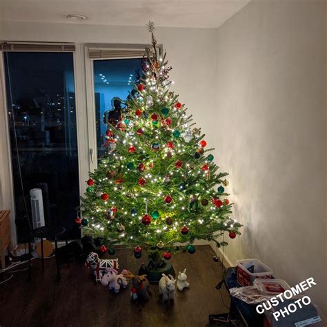Korean Fir Real Christmas Tree Uk