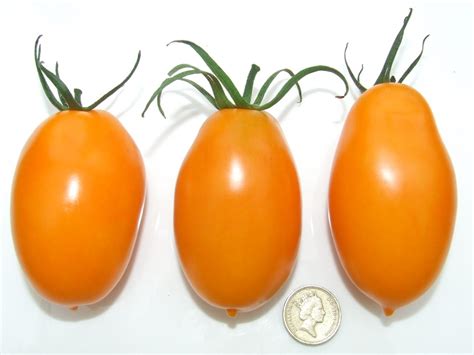 Image Tomato Orange Banana Wikigardener Fandom Powered By Wikia