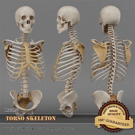 Torso Skeleton 3d Model 69 Fbx Obj Ma Free3d