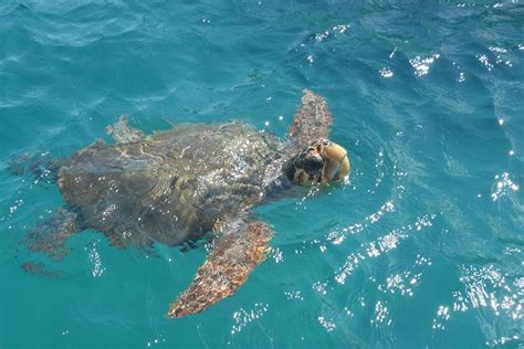 Turtle Spotting Cruise In Zakynthos Triphobo