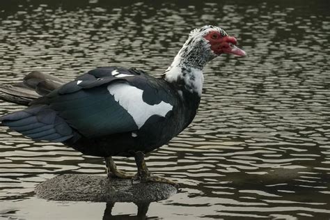 Fun Muscovy Duck Facts For Kids Kidadl