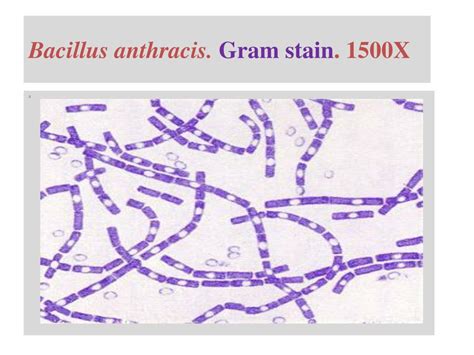 Ppt The Grams Positive Spore Former Aerobic Bacilli The Genus