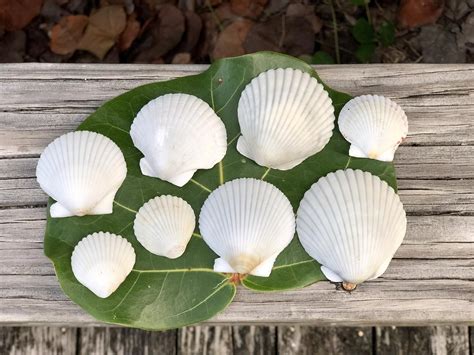 Pure White Atlantic Bay Scallops From Palm Beach Florida Etsy Palm