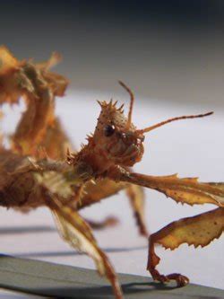 Spiny leaf phasmid has irregular by this i means that they hatch from the egg, then become a tiny insect within 3 hours resembling ant and called a nymph. Spiny Leaf Stick Insect | The Animal Facts