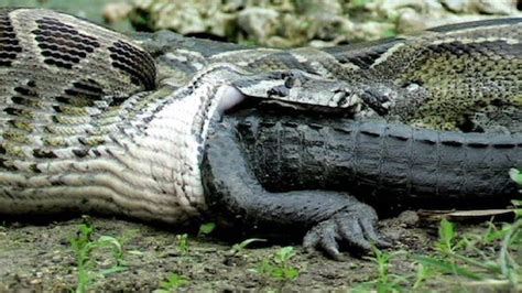 Anaconda Snake Facts Fights Size Length And Attacks Anaconda Snake