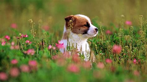 Cute Puppy Dog In The Park Wallpapers Hd Desktop And