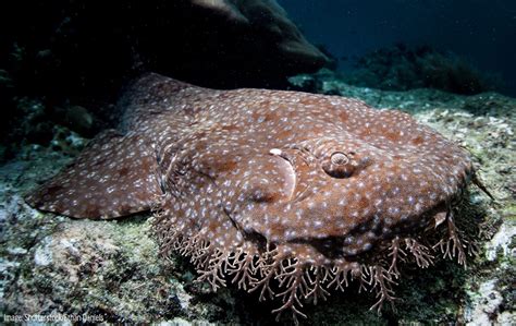 Tasselled Wobbegong Oceana