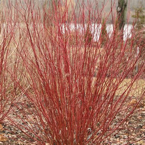 Arctic Fire Red Red Twig Dogwood My Proven Winners Colorchoices