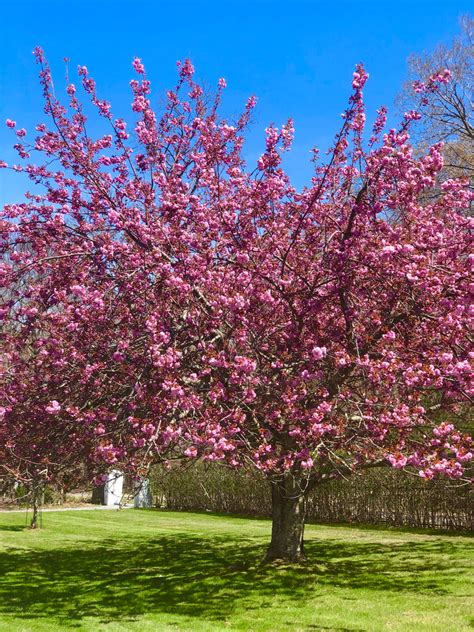 Flowering Cherry Trees In Nc My Pink Double Flowering Cherry Tree In
