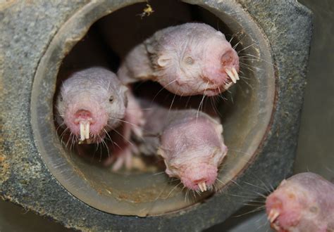 We Finally Know How Naked Mole Rats Survive Without Oxygen And It S