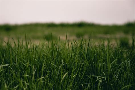 Field Of Grass Pictures Download Free Images On Unsplash