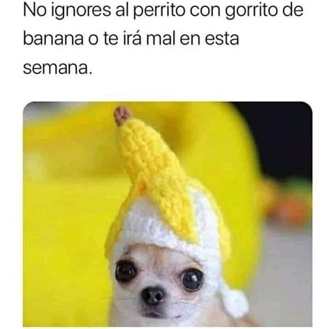 No Ignores Al Perrito Con Gorrito De Banana O Te Irá Mal En Esta Semana