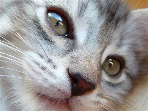 無料画像 子猫 ネコ 哺乳類 閉じる 鼻 ウィスカー グレー 銀 眼 脊椎動物 器官 メインクーン ヨーロッパの