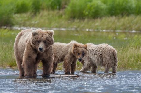 Coastal Brown Bears Of Katmai National Park Alaska Pics