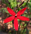 Caryophyllaceae : Silene virginica - Fire Pink flower | Flickr
