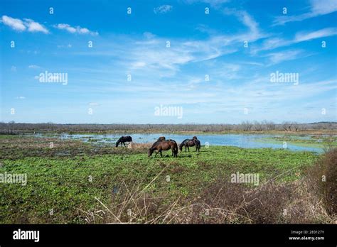Wild Horses At Paynes Prairie State Park In Gainesville Florida Stock