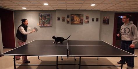 This Cat Is Better At Ping Pong Than You Video Huffpost Uk