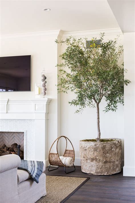 12 Lovely Indoor House Trees For Your Home