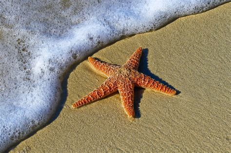 Teaching And Learning Starfish For Educators Who Desire Student Success