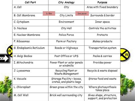 Check spelling or type a new query. Cell City Analogy Worksheet | Homeschooldressage.com