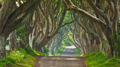 Dark Hedges Bing Wallpaper Download