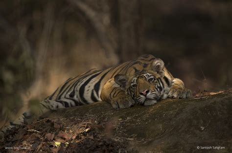 Tigers Of Bandhavgarh Banbehi Toehold Travel Photography