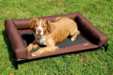 Best Elevated Dog Beds For Getting Your Pup Up Off The Ground Great
