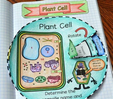 Animal And Plant Cell Foldable Plant Cell Foldable Plant Cell