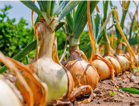 Super Sweet Candy Onion Sets Bulbs For Planting Gardening Noon Day