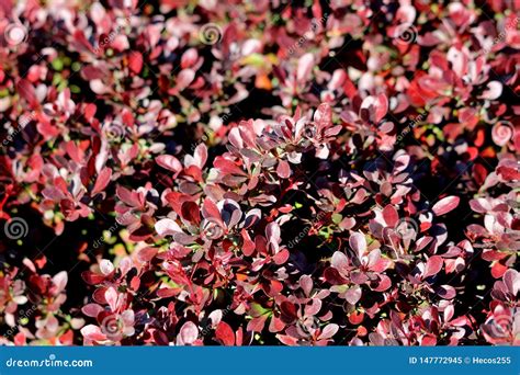 Background Texture Of Dark Red Leaves On Hedge Or Hedgerow Closely