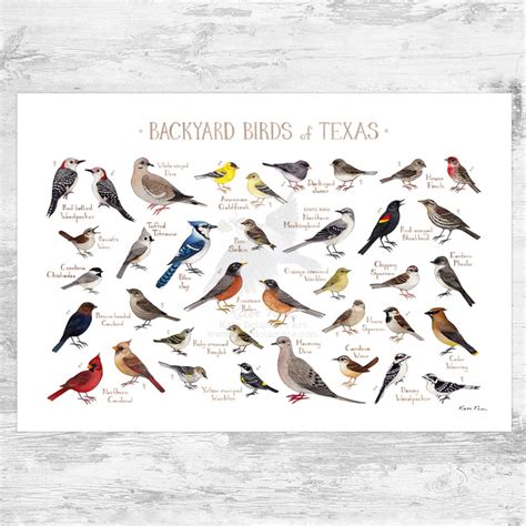 Texas Backyard Birds Field Guide Art Print Watercolor Painting Print