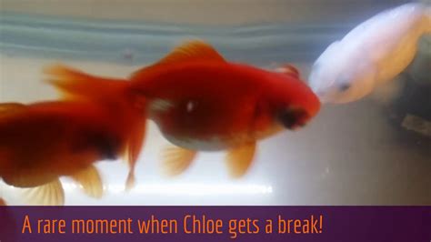 Spawning Goldfish Mating Dance The Chase Youtube