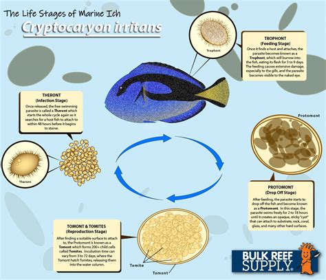 The Life Cycle Of Marine Ich Cryptocaryon Irritans Bulk Reef Supply