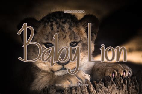 Baby Lion Font Font Canyon