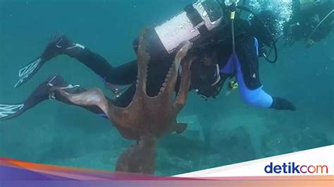 Ngeri Diver Ini Ditarik Gurita Raksasa Di Dasar Laut