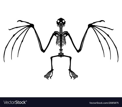 Bat Skeleton Royalty Free Vector Image Vectorstock