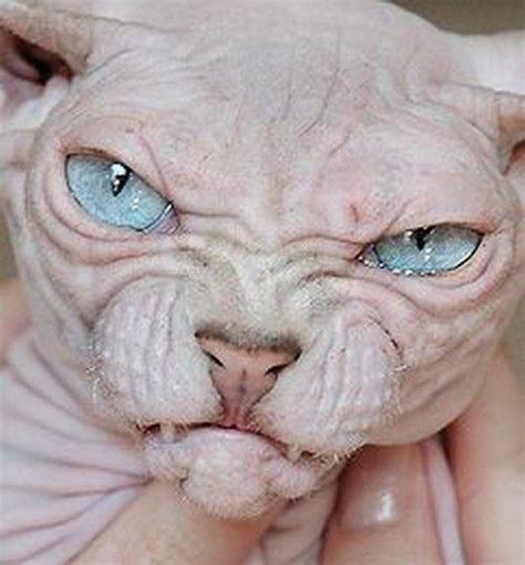List 105 Pictures Pictures Of The Ugliest Cat In The World Full Hd 2k