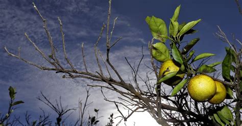 Owners To Get 42 Million For Citrus Trees Florida Destroyed The San