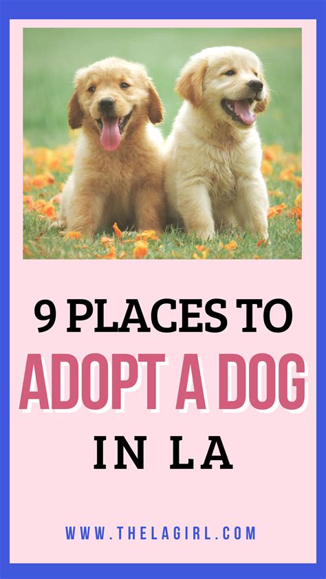 9 Places To Adopt A Dog In Los Angeles The La Girl Dog Adoption